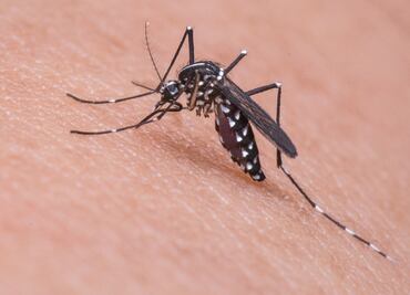 Alerta en Michigan por ‘peligroso virus’ transmitido por mosquitos