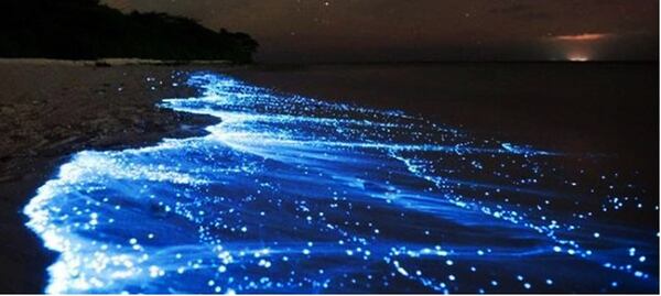 Capturan espectacular bioluminiscencia en playa de San Diego