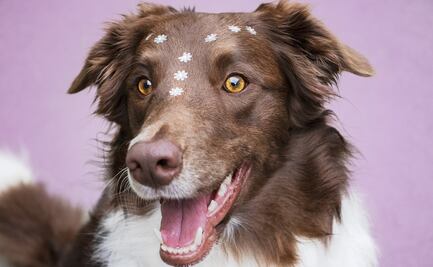 La ciencia descubre el misterio tras la irresistible mirada de los perros