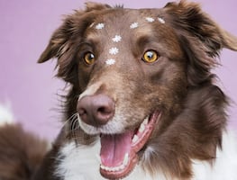 La ciencia descubre el misterio tras la irresistible mirada de los perros