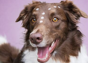 La ciencia descubre el misterio tras la irresistible mirada de los perros