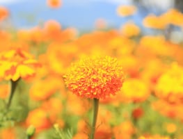 Día de Muertos: 6 cosas que debes saber de la flor de cempasúchil