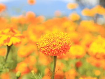 Día de Muertos: 6 cosas que debes saber de la flor de cempasúchil