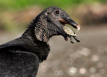 Invasión de buitres negros aterroriza Pensilvania