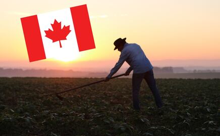 Buscan trabajadores agrícolas para empleo en Canadá; hay 20 vacantes con salario de 18 dólares por hora