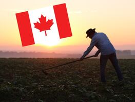 Buscan trabajadores agrícolas para empleo en Canadá; hay 20 vacantes con salario de 18 dólares por hora