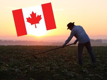 Buscan trabajadores agrícolas para empleo en Canadá; hay 20 vacantes con salario de 18 dólares por hora
