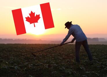 Buscan trabajadores agrícolas para empleo en Canadá; hay 20 vacantes con salario de 18 dólares por hora