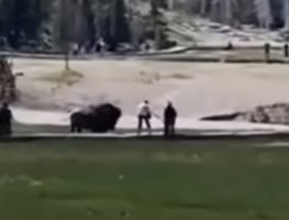 Video. Bisonte embiste a visitante en Parque Nacional Yellowstone