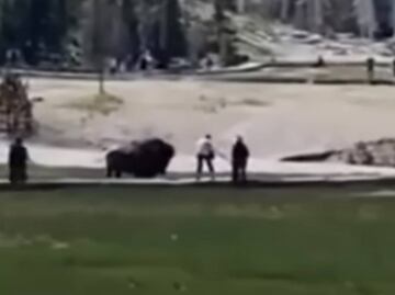 Video. Bisonte embiste a visitante en Parque Nacional Yellowstone