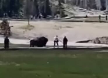 Video. Bisonte embiste a visitante en Parque Nacional Yellowstone