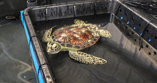 Rescatan a más de 80 tortugas varadas en playas de Texas