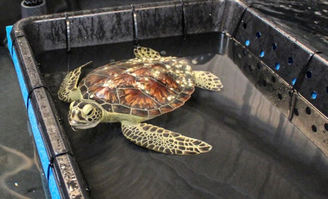 Texas State Aquarium váa AP