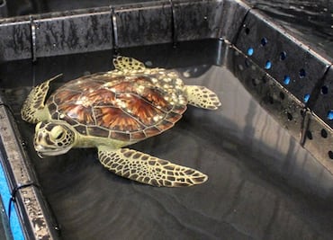 Rescatan a más de 80 tortugas varadas en playas de Texas