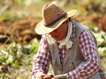 Los derechos que tienen los trabajadores agrícolas mexicanos en EU