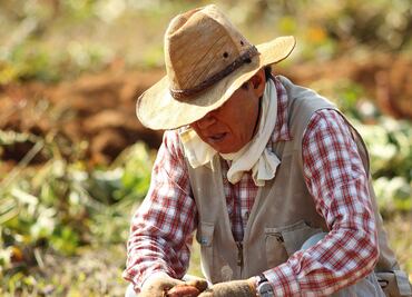 Los derechos que tienen los trabajadores agrícolas mexicanos en EU