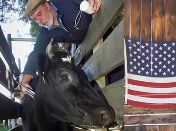 Solicitan veterinario mexicano para trabajar en Estados Unidos por $57,000