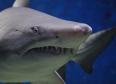 Tiburón ataca a niño que surfeaba en Miami Beach