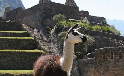 Covid-19. Expertos de EU dicen que anticuerpos de llamas podrían ayudar