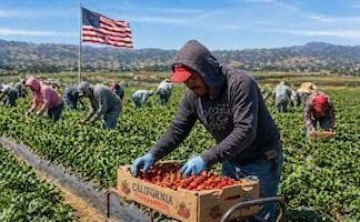 Buscan mexicanos para cosechar fresas en Estados Unidos: Piden primaria y pagan $35,700