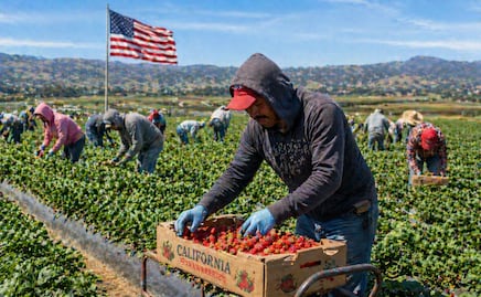 Buscan mexicanos para cosechar fresas en Estados Unidos: Piden primaria y pagan $35,700