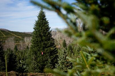 Un abeto que resistió al huracán Helene será el árbol de Navidad de la Casa Blanca