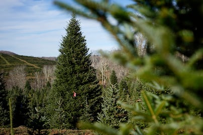 Un abeto que resistió al huracán Helene será el árbol de Navidad de la Casa Blanca