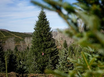 Un abeto que resistió al huracán Helene será el árbol de Navidad de la Casa Blanca
