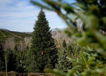 Un abeto que resistió al huracán Helene será el árbol de Navidad de la Casa Blanca