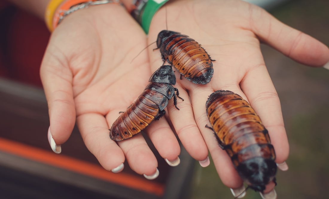 Zoológico de Chicago ofrece a los visitantes nombrar a cucarachas como sus exparejas. Foto: iStock-Svetlana Pazhiltseva