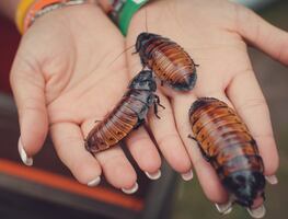 Zoológico de Chicago ofrece a los visitantes nombrar a cucarachas como sus exparejas
