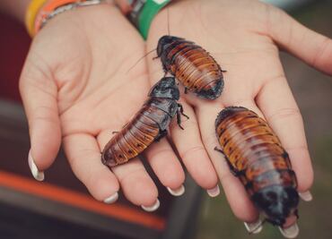 Zoológico de Chicago ofrece a los visitantes nombrar a cucarachas como sus exparejas