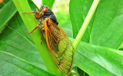 Después de 17 años, millones de cigarras acechan la Costa Este de EU