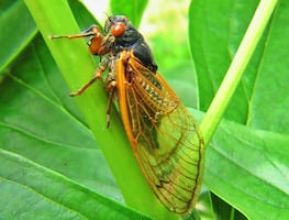 Después de 17 años, millones de cigarras acechan la Costa Este de EU