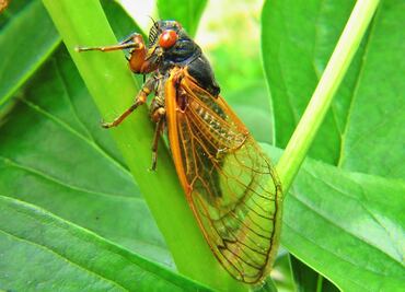 Después de 17 años, millones de cigarras acechan la Costa Este de EU