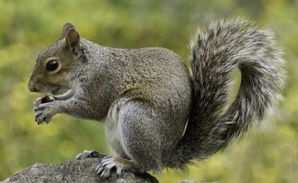 Emiten alerta sanitaria por ardilla con peste bubónica en EU