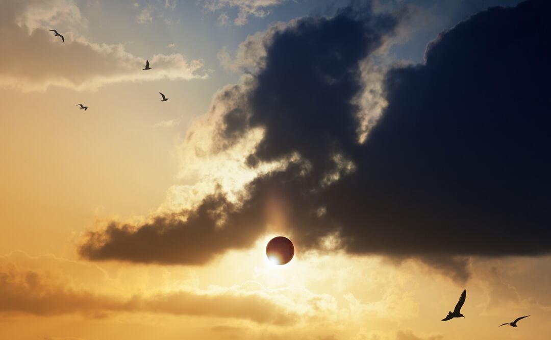 Eclipse total solar 2024. Científicos predicen comportamientos extraños en los animales durante el fenómeno. Foto: iStock-Igor Zhuravlov