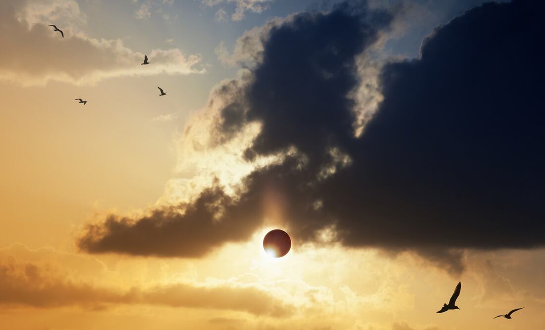 Eclipse total solar 2024. Científicos predicen comportamientos extraños en los animales durante el fenómeno. Foto: iStock-Igor Zhuravlov