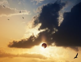 Eclipse total solar 2024. Científicos predicen comportamientos extraños en animales durante el fenómeno