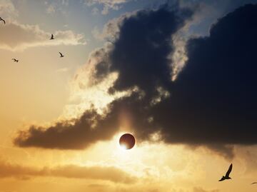 Eclipse total solar 2024. Científicos predicen comportamientos extraños en animales durante el fenómeno