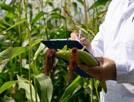 ¡Adiós al maíz transgénico! UNAM lidera proyecto para enfrentar déficit de maíz amarillo en México