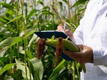 ¡Adiós al maíz transgénico! UNAM lidera proyecto para enfrentar déficit de maíz amarillo en México