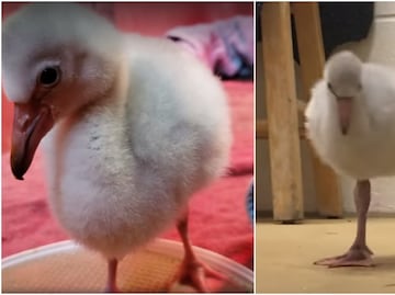 Video. Bebé flamingo aprende a caminar en Zoológico de Denver