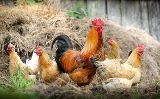 Reportan 2 brotes más de gripe aviar en granjas de Iowa