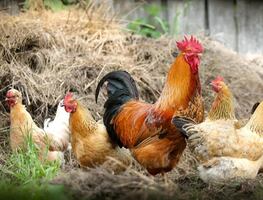 Reportan 2 brotes más de gripe aviar en granjas de Iowa