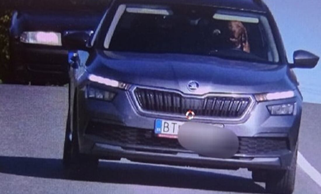 ¡Quítense de mi camino! Captan a perro ‘manejando’ a exceso de velocidad. Foto: Facebook