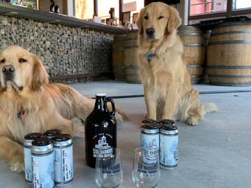 Perros 'entregan' cerveza a domicilio en Nueva York en medio de la pandemia