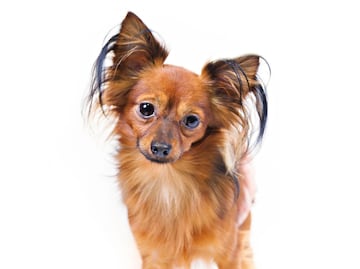 American Kennel Club reconoce dos nuevas razas de perros