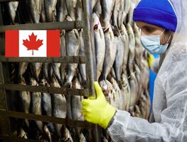 Ve a trabajar a Canadá por $34,000; piden primaria y no necesitas inglés