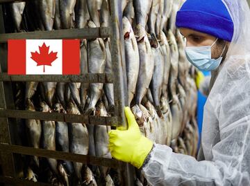 Quebec congela llegada de trabajadores temporales extranjeros por esta razón